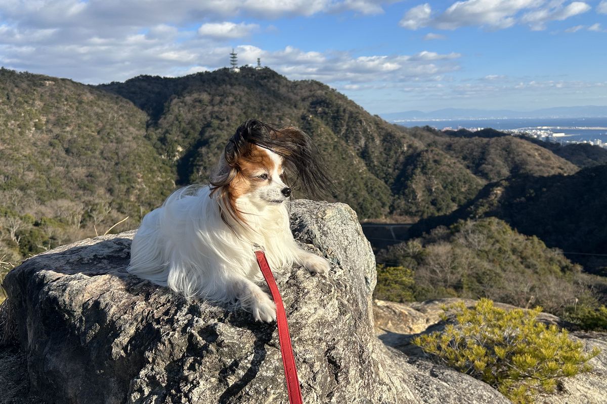 無印iPhoneで撮影したパピヨン 屋外自然光
