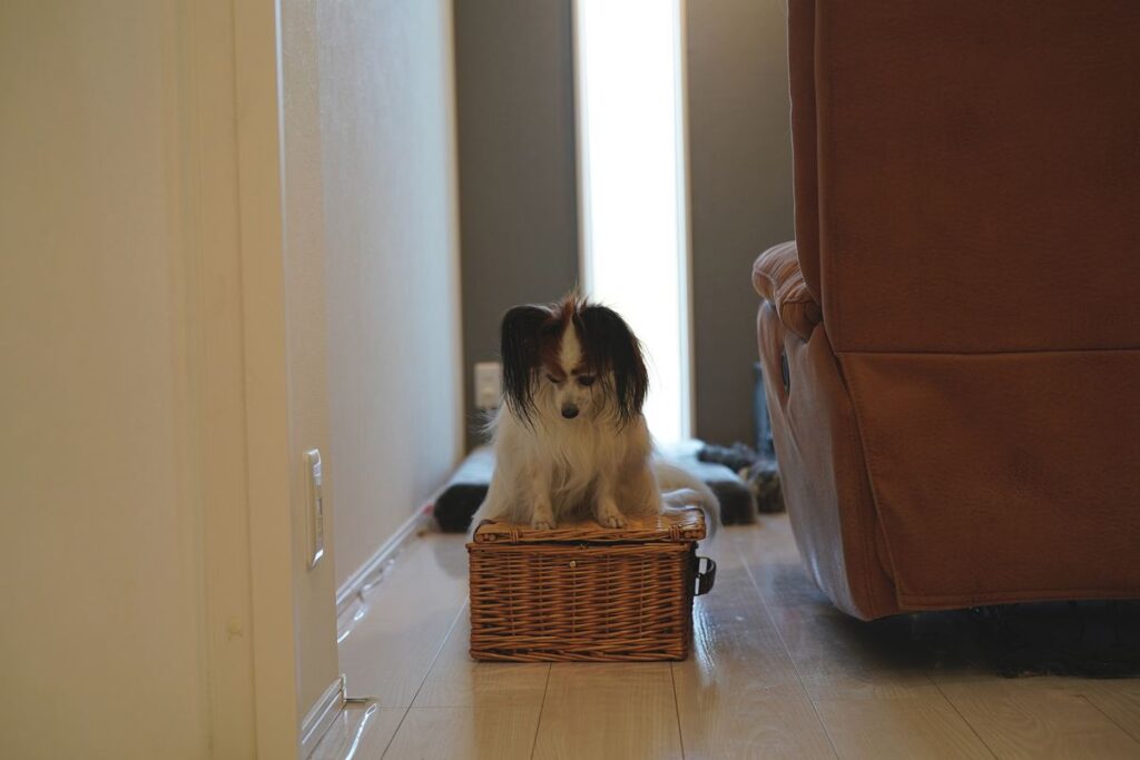 50mmレンズf2.8で撮影した犬の作例 自然な背景の写り(愛犬は飽きてきてます)