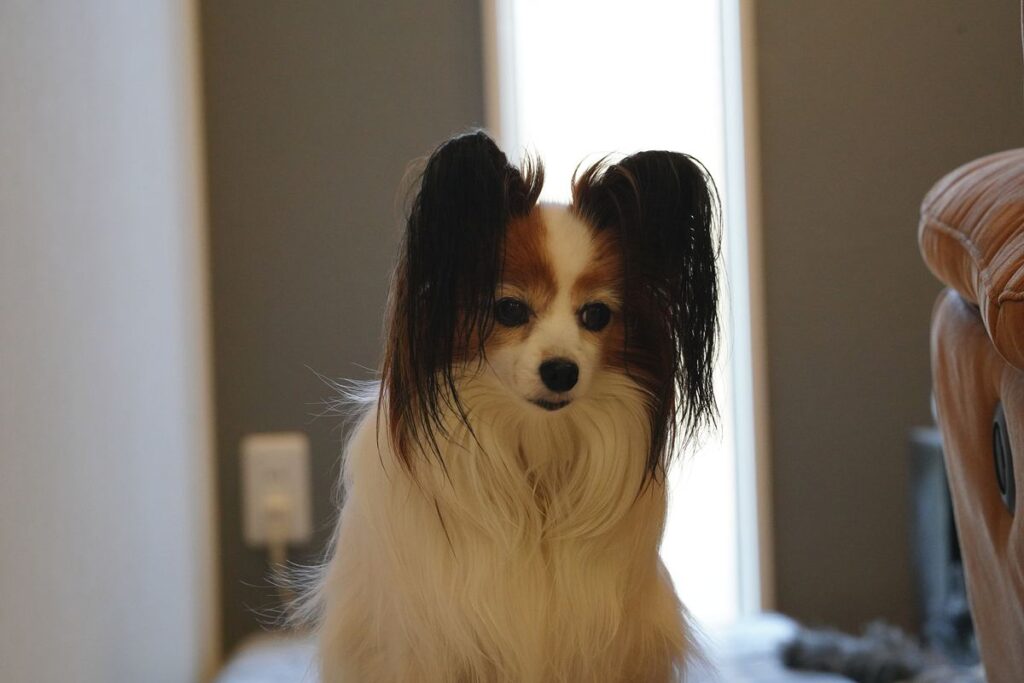 135mmレンズf8で撮影した犬の作例 背景が整理された望遠圧縮