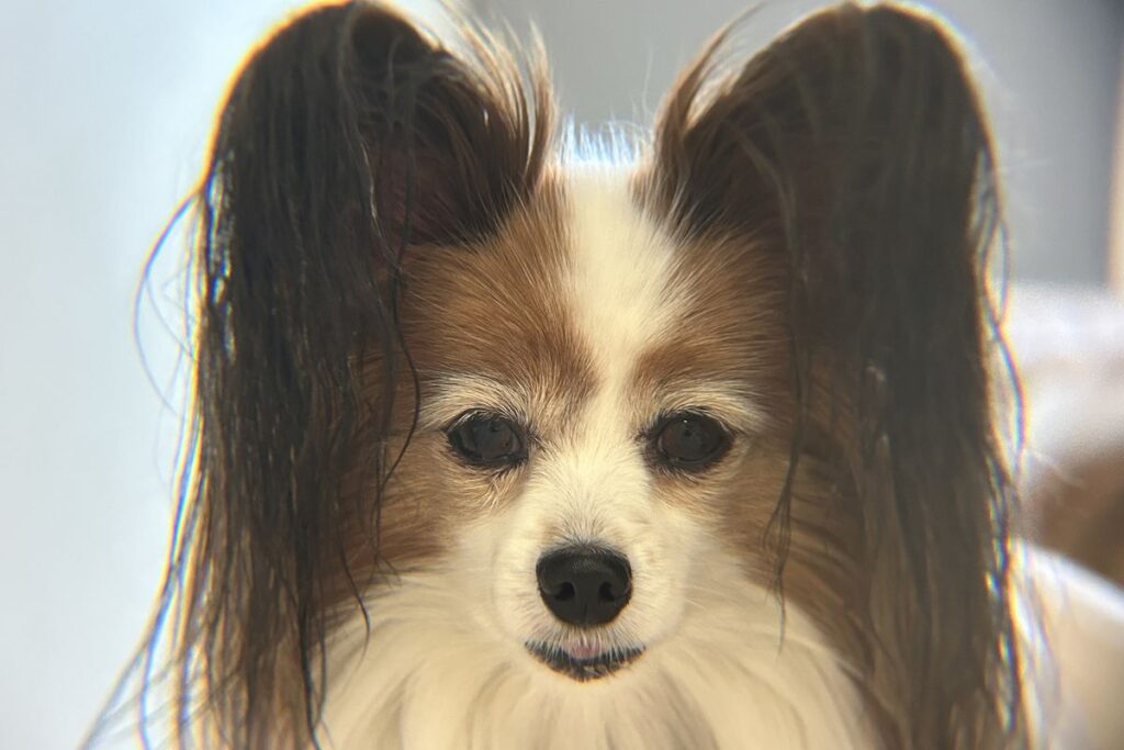 エレコム x8倍望遠レンズで撮影した犬の作例 ピントが合った成功写真