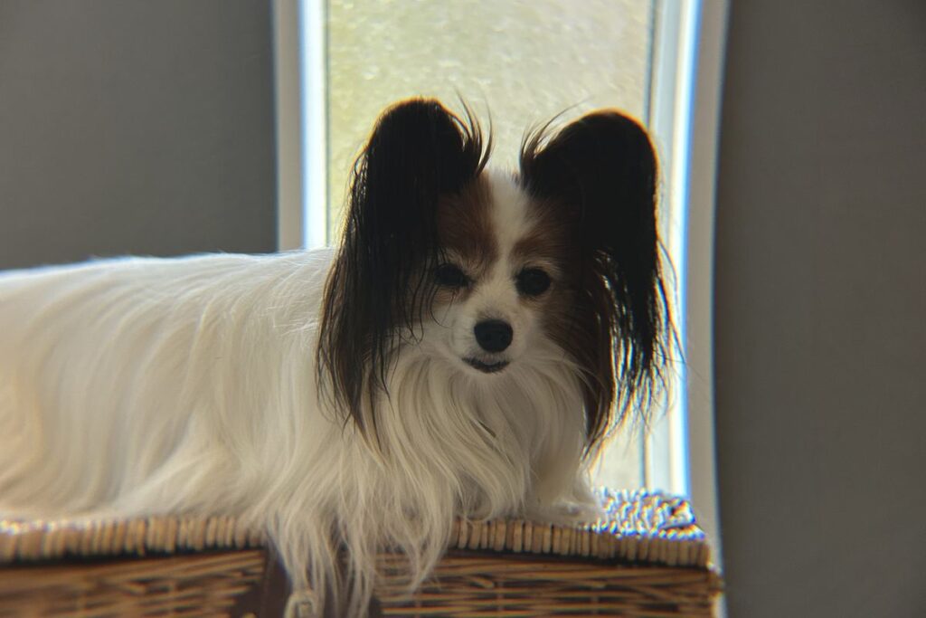 エレコム x8倍望遠レンズ 約3mの距離で撮影した犬の作例