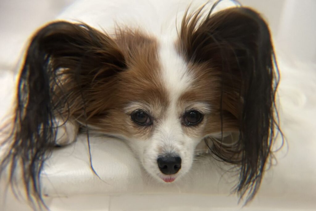 エレコム x8倍望遠レンズ 夜間室内で撮影した犬の作例