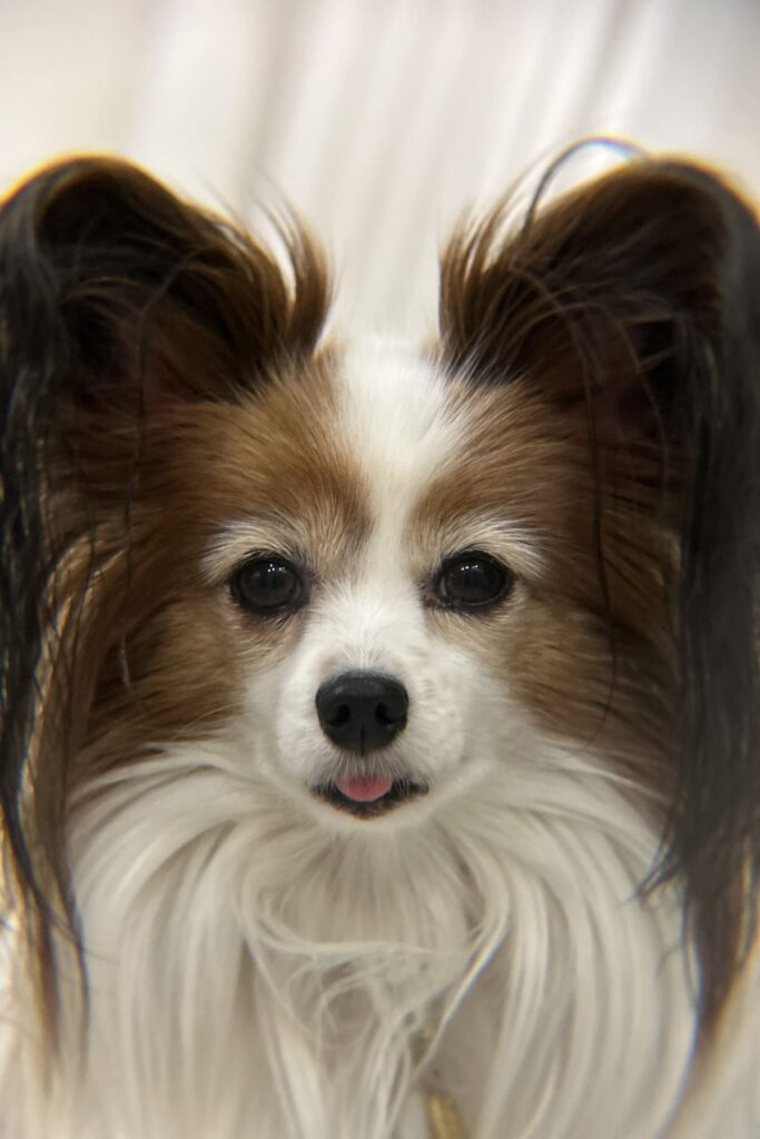 iPhone外付け望遠エレコムx8で撮影した室内の犬作例