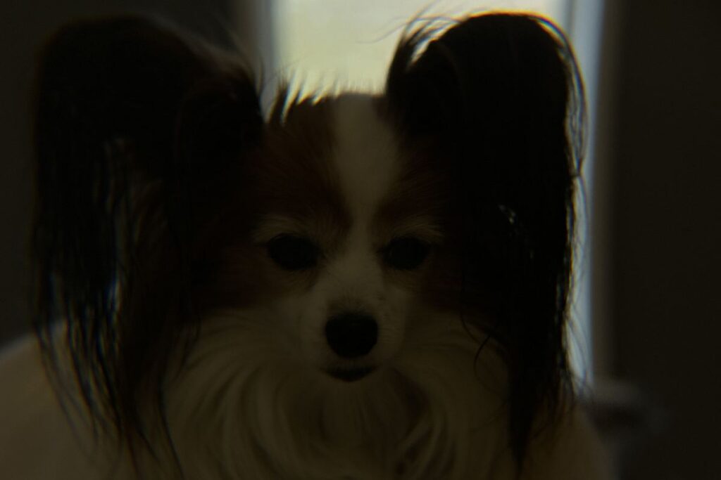 エレコム x8倍望遠レンズ 初日の撮影 露出が崩れシルエットになった失敗作例