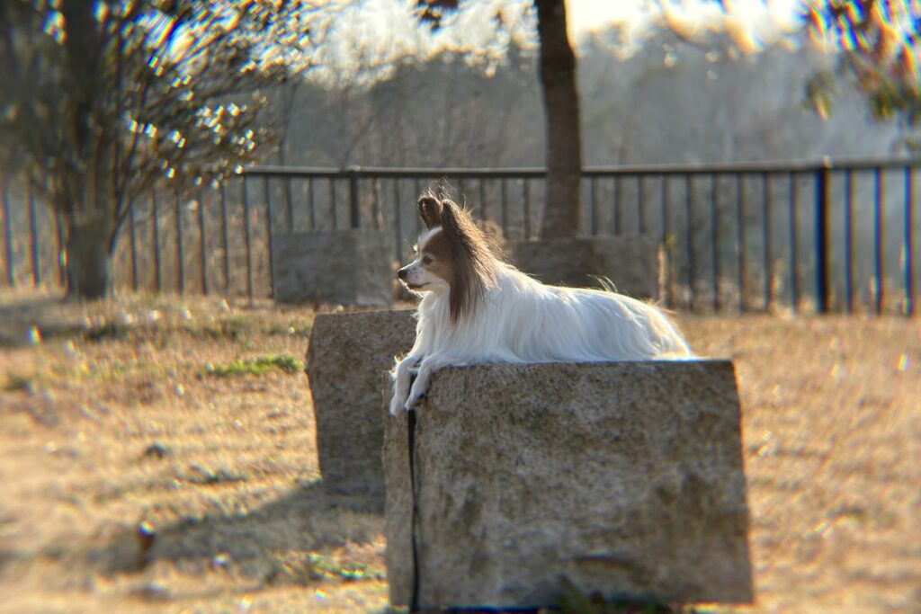 エレコムx8外付け望遠レンズの遠距離撮影作例