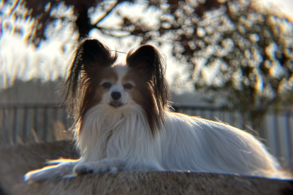 エレコムx8外付け望遠レンズの玉ボケ作例