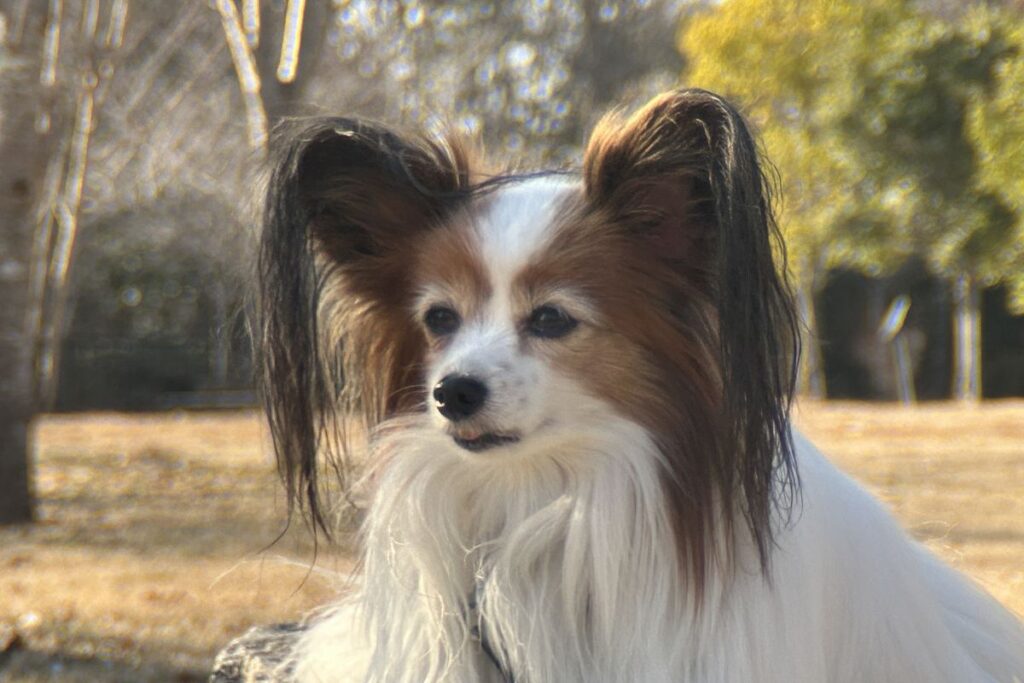 ポラロイドx5外付け望遠レンズで木漏れ日環境を撮影した作例。背景の圧縮感があり被写体が際立つ。