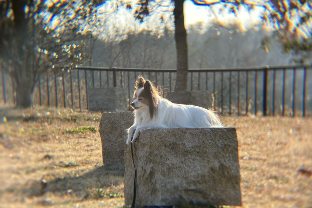 エレコムx8外付け望遠レンズの逆光撮影テスト