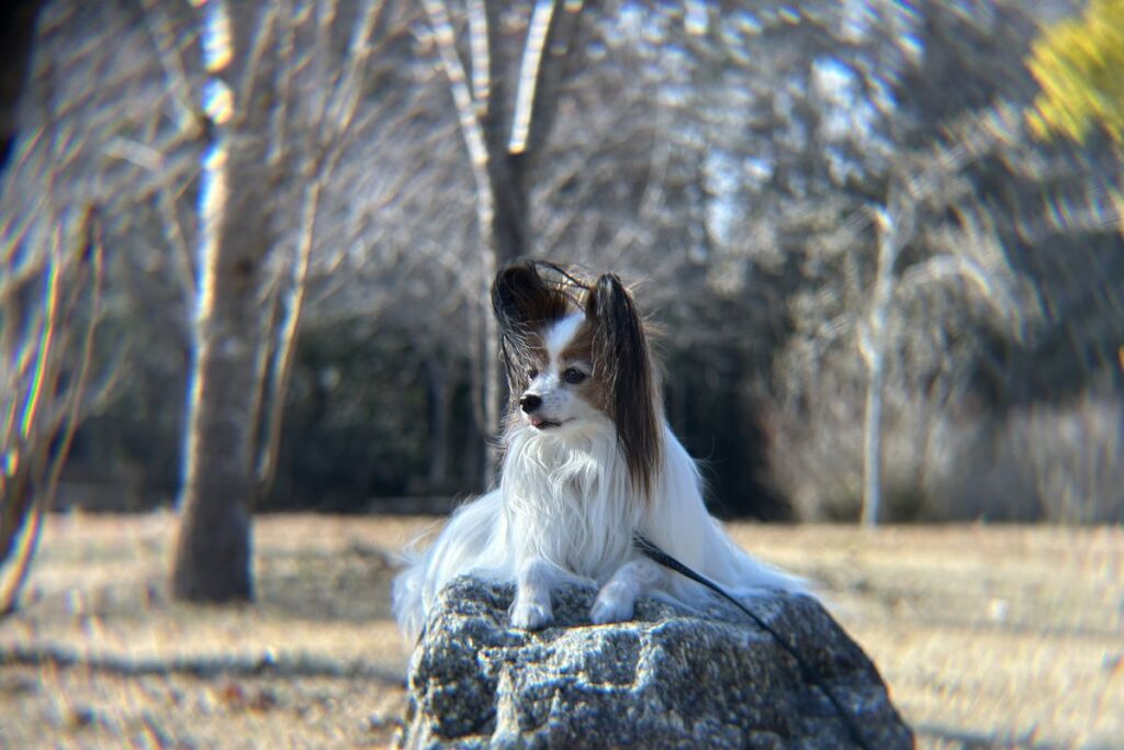 エレコムx8外付け望遠レンズで撮影した犬の中距離写真