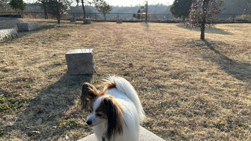 逆光環境でのiPhone外付け望遠レンズ撮影テストの風景