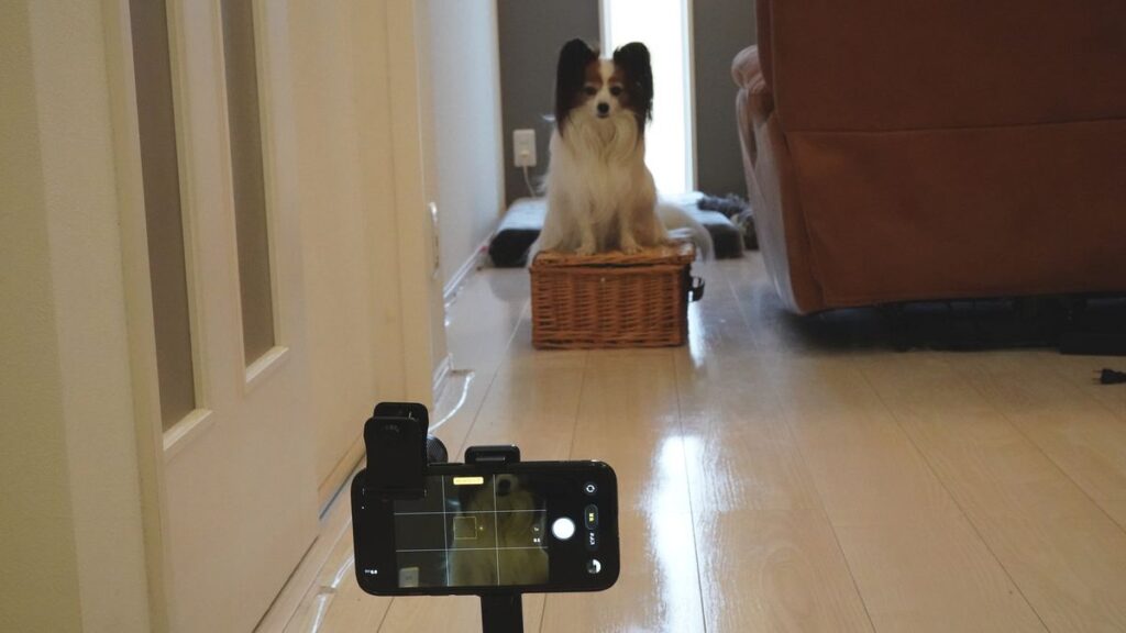 iPhone三脚固定とエレコムx8望遠レンズで愛犬を撮影している室内検証環境