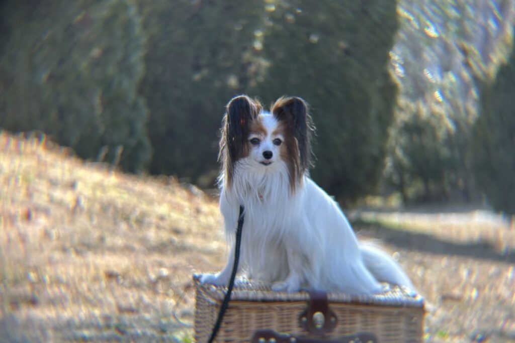 エレコムx8外付け望遠レンズで撮影した犬のアップ写真