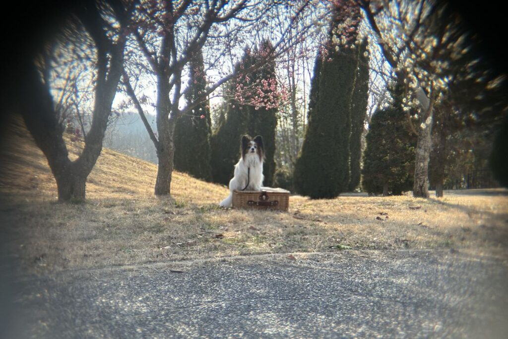 ポラロイドx5外付け望遠レンズで撮影した犬の写真 周辺減光あり