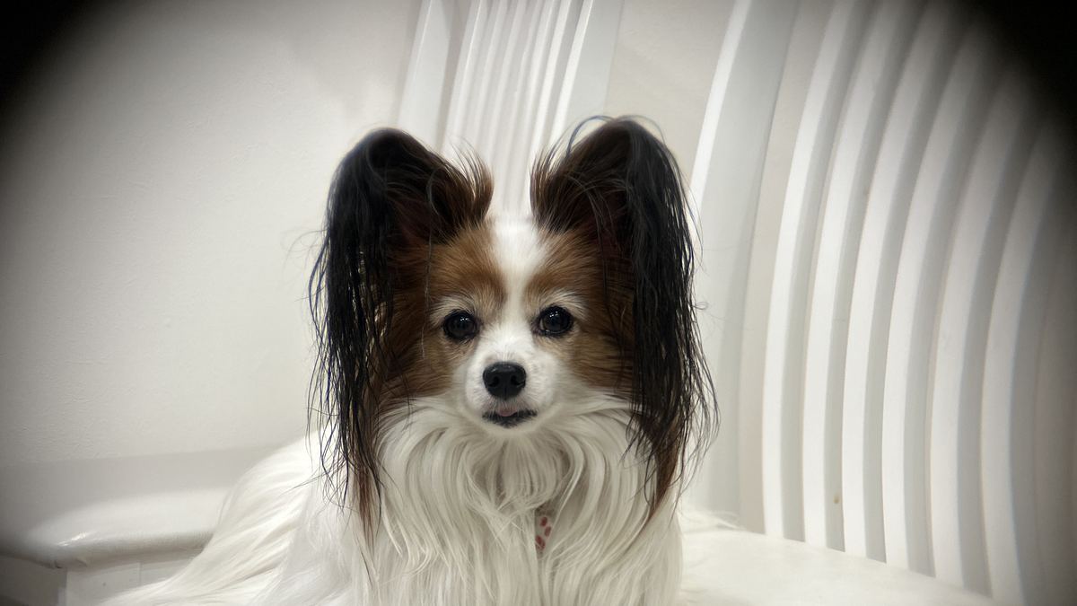 iPhone外付け望遠ポラロイドx5で撮影した犬の室内写真