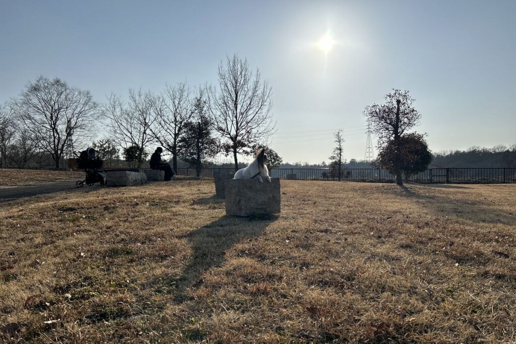 iPhone標準カメラで逆光撮影した犬の写真