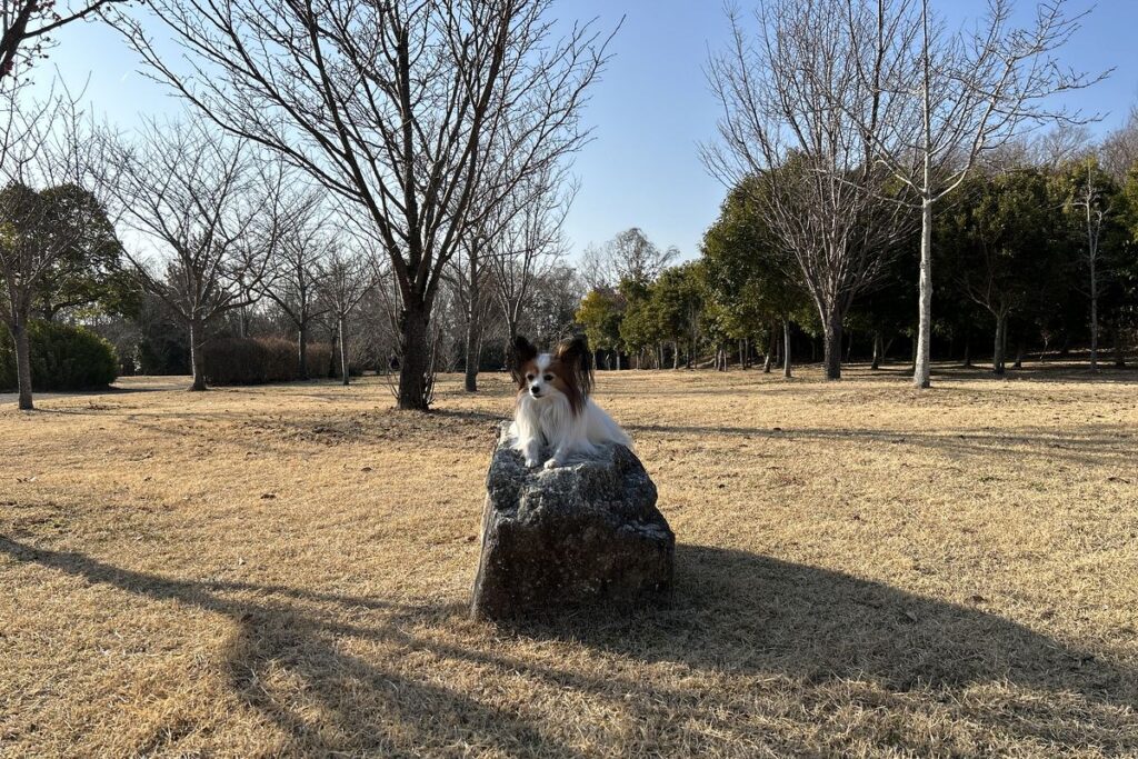 iPhone標準カメラで木漏れ日を撮影した犬の写真