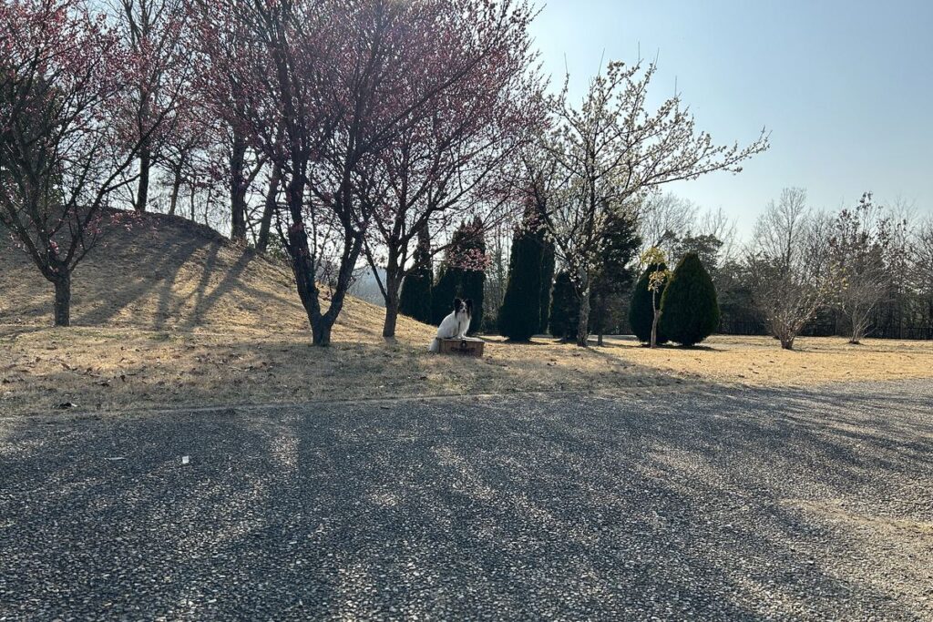 iPhone外付け望遠レンズの野外検証を行った公園の撮影環境。被写体の犬を約6メートル離れた位置からiPhone14標準カメラで撮影。