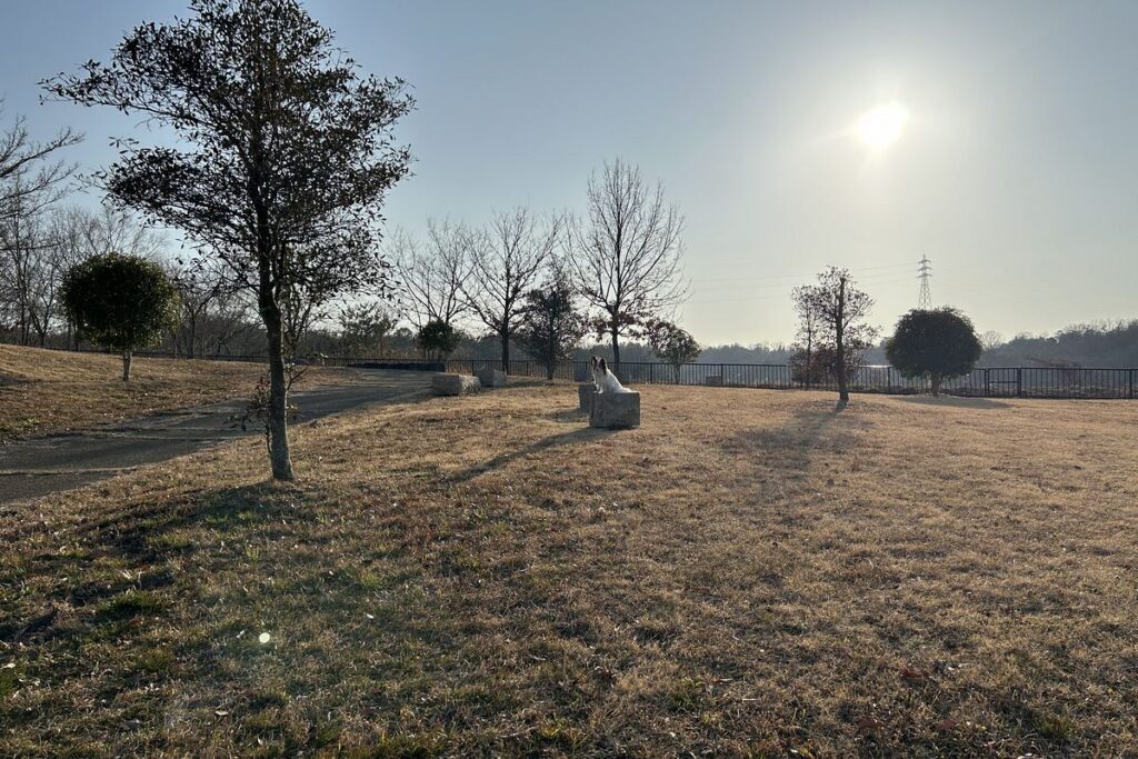 エレコムx8外付け望遠レンズで撮影した玉ボケの特徴。外側に行くほど米粒状になる。