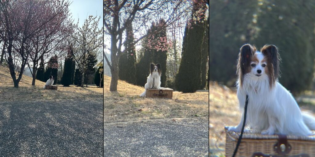 iPhone標準カメラと外付け望遠レンズ(ポラロイドx5・エレコムx8)を同じ条件で撮影した比較写真。外付け望遠レンズの写りや背景圧縮の違いを確認するための作例。