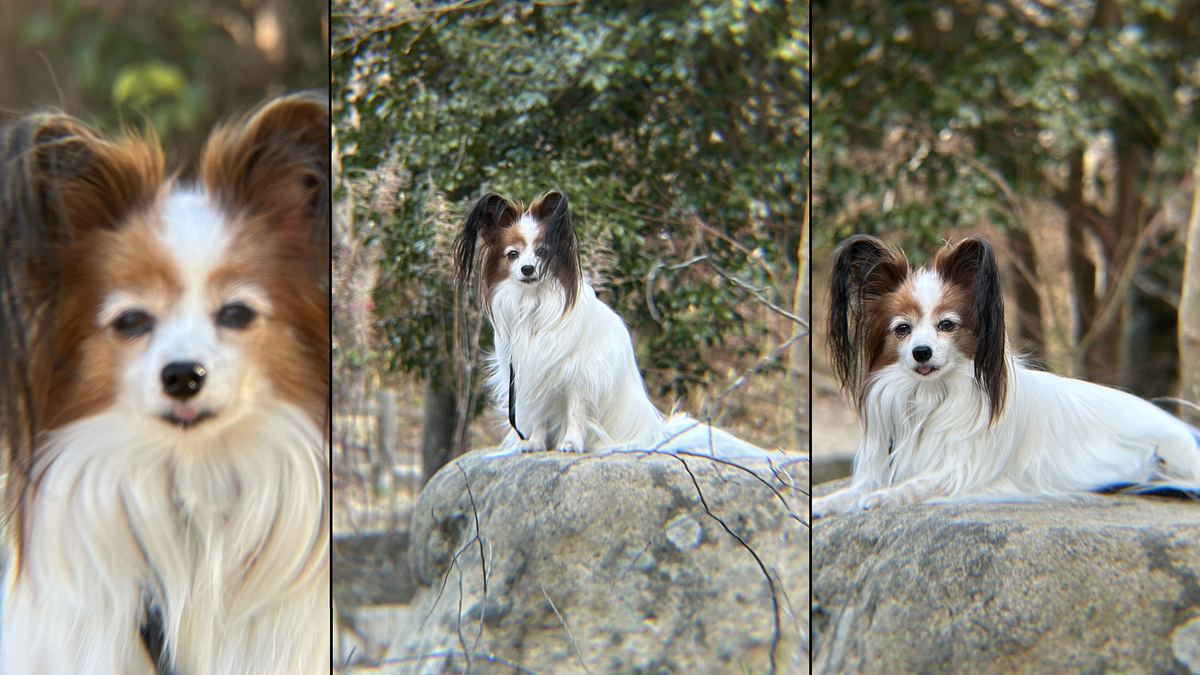 iPhone外付け望遠レンズx8の距離比較 2.5mと5mと8mの作例