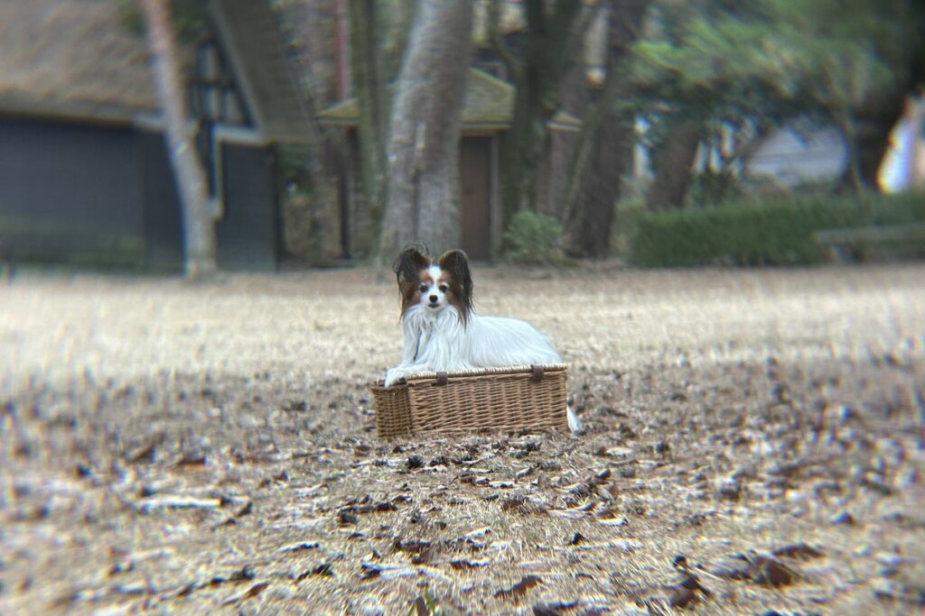 エレコム8倍望遠レンズ10mで撮影した作例