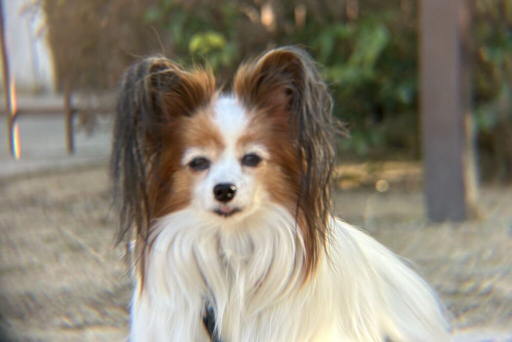 エレコム8倍望遠レンズ2.5mで撮影したピンボケ失敗例