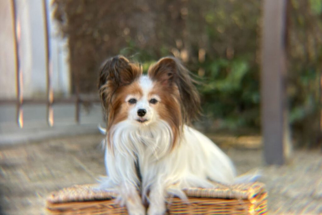 エレコム8望遠レンズ3mで撮影したピント不安定な作例