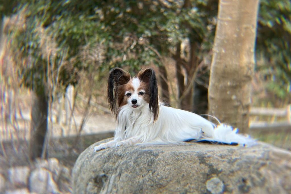 エレコム8望遠レンズ5mで撮影した成功作例