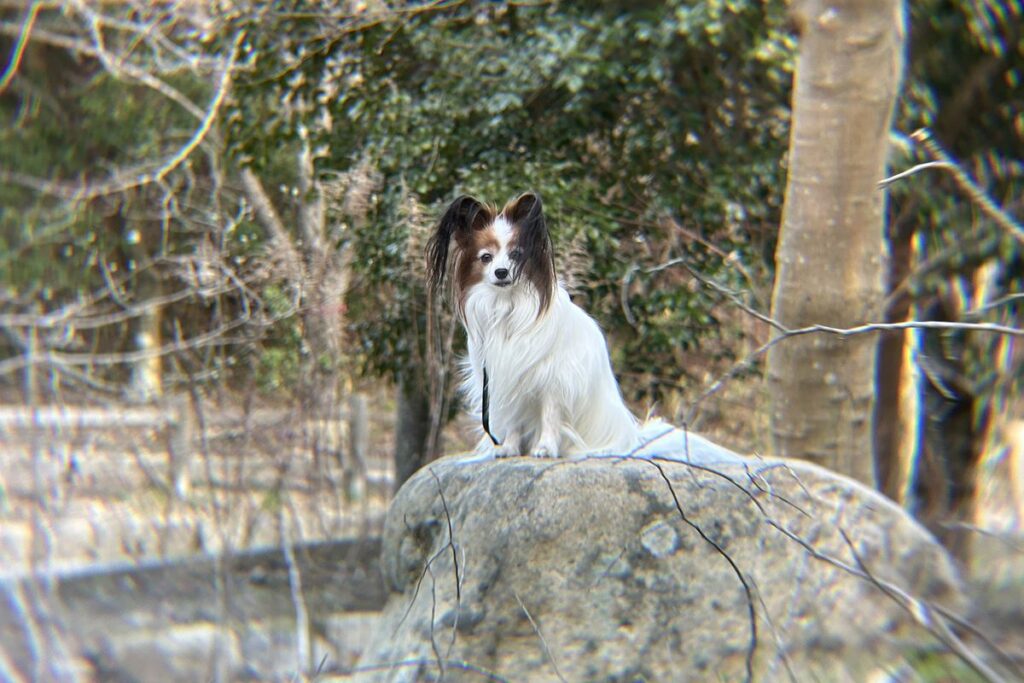 エレコム8倍望遠レンズ8mで撮影したベスト作例