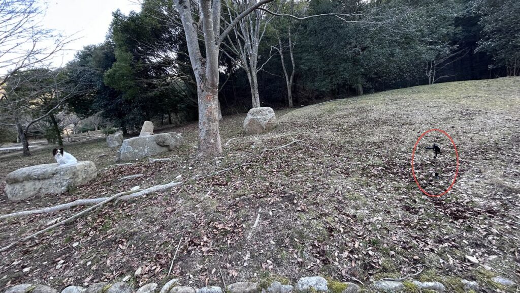 エレコム8倍望遠レンズ8m撮影時の距離と配置