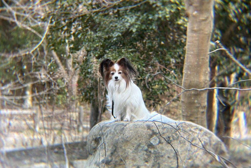 エレコム8倍望遠レンズで撮影した犬のベストショット