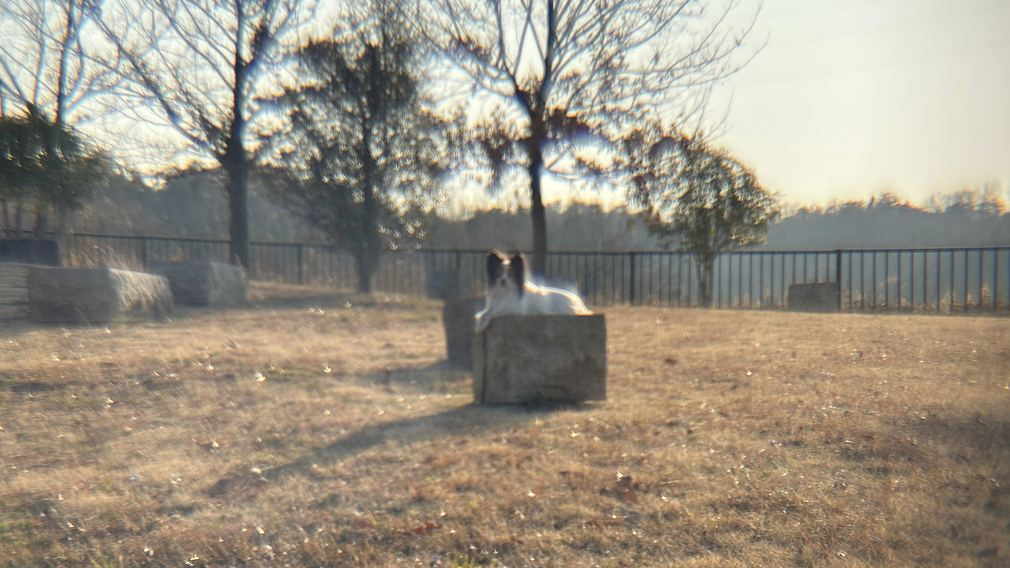 夕方の公園で外付け5Xレンズを装着した無印iPhoneで撮影した愛犬の写真。周辺減光とフレアが見られる。