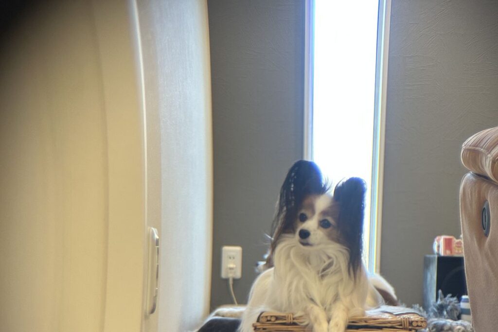 ポラロイド x5倍望遠レンズ 周辺の歪みと周辺減光の作例