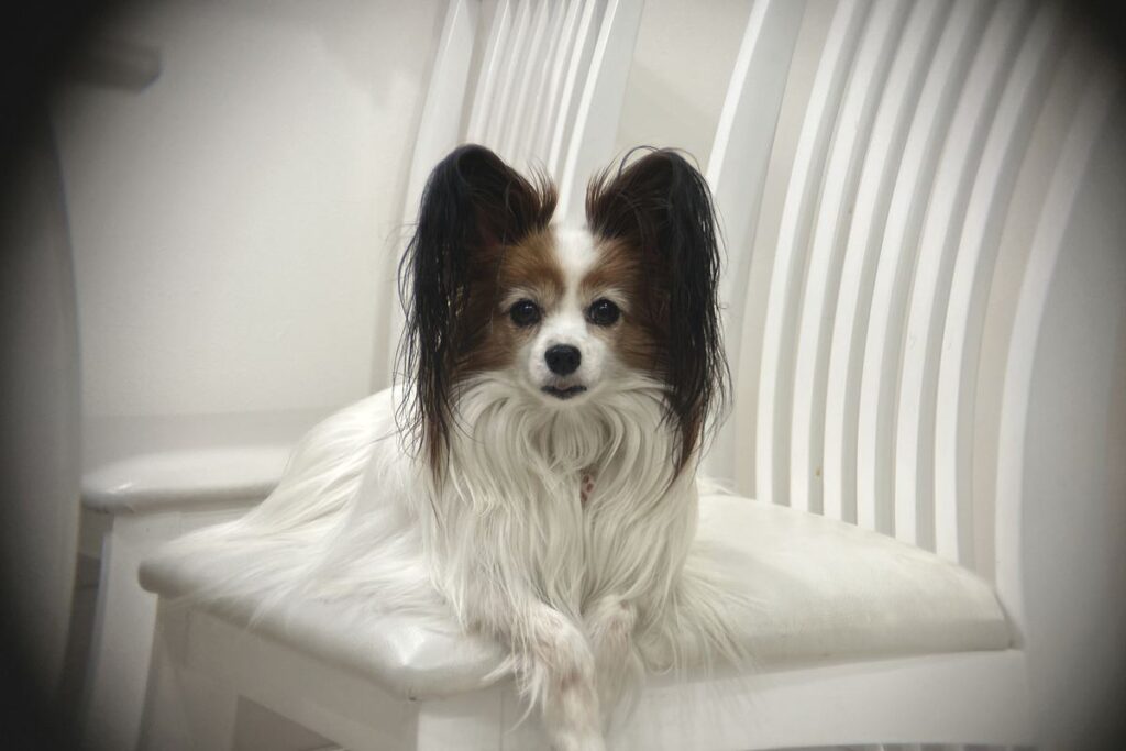 ポラロイド x5倍望遠レンズで撮影した犬の望遠作例