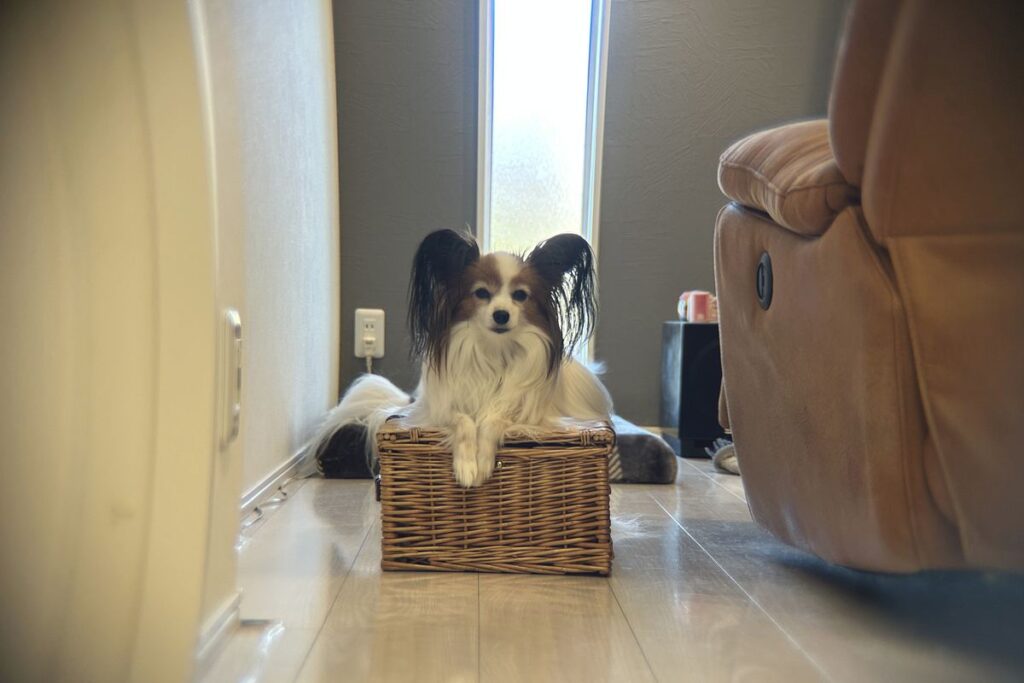 ポラロイド x5倍望遠レンズ iPhoneで撮影した犬の作例 ピント成功