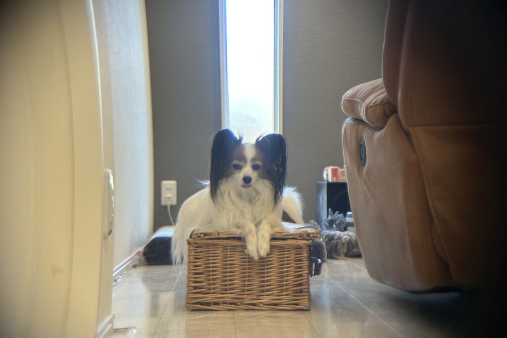 ポラロイド x5倍望遠レンズ 初日の撮影 ピンボケになった作例