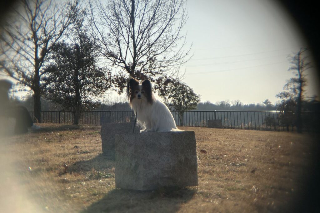 ポラロイドx5外付け望遠レンズの逆光撮影 フレアあり