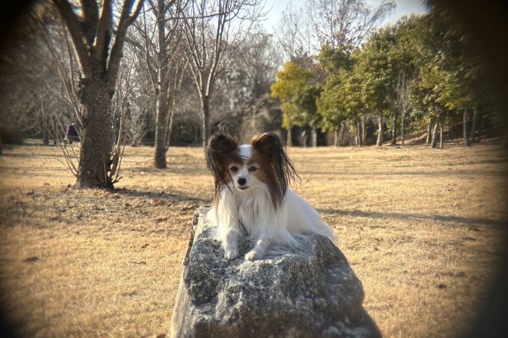 iPhone14標準カメラで木漏れ日の環境を撮影した作例。光が当たる部分と影の部分が自然に表現されている。