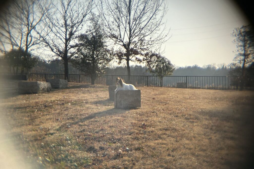 ポラロイドx5外付け望遠レンズのフレア発生例