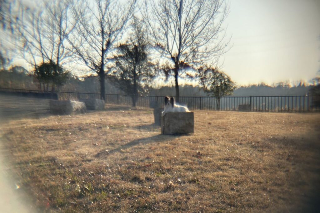 iPhone標準カメラで遠距離撮影した公園の風景写真。