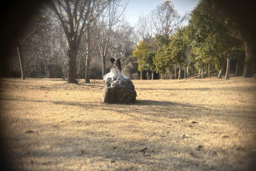 ポラロイドx5外付け望遠レンズで撮影した中距離の犬の写真