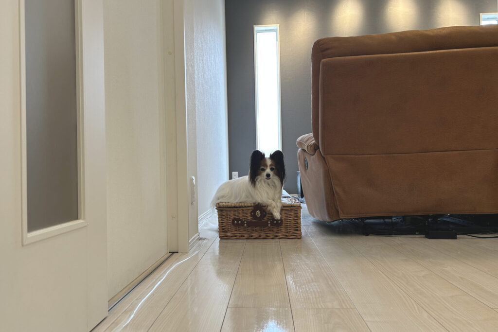 iPhone標準(1x)。背景までピントが合う安定した写り。