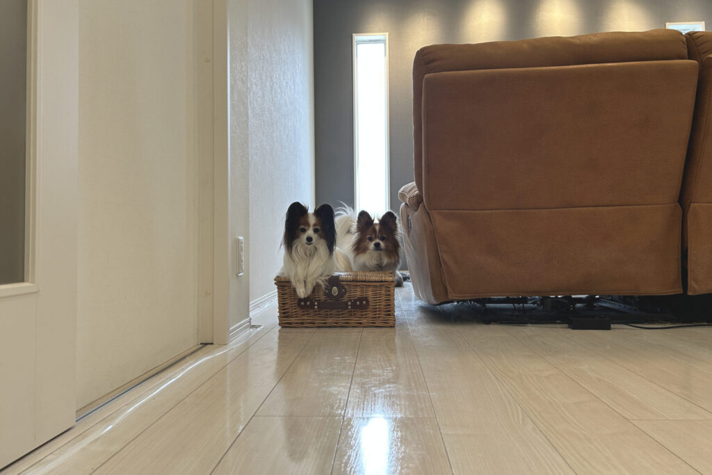 iPhone標準カメラ(1x)で2匹の犬を撮影した作例。前後の犬と背景までピントが合う状態だが背景が写り過ぎてる