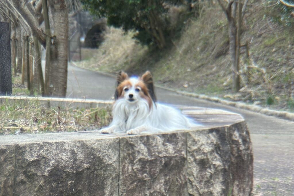 iPhone外付け望遠レンズx5で撮影したピンボケ写真 白い毛が青白く滲む