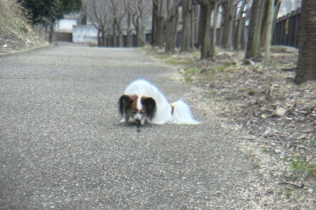 白い毛が青く滲むポラロイドx5の色収差