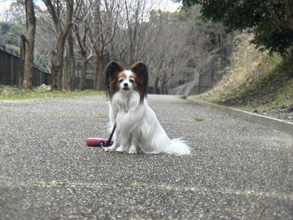 1.5倍デジタルズームで周辺減光を解消した例