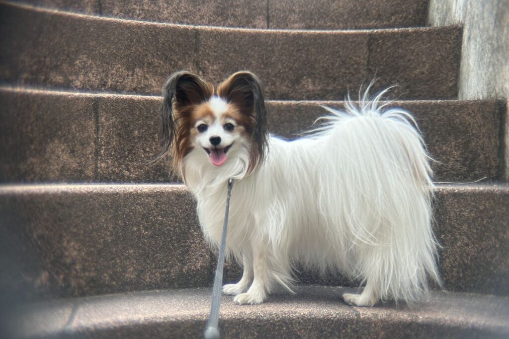 階段で撮影したポラロイドx5望遠レンズの作例