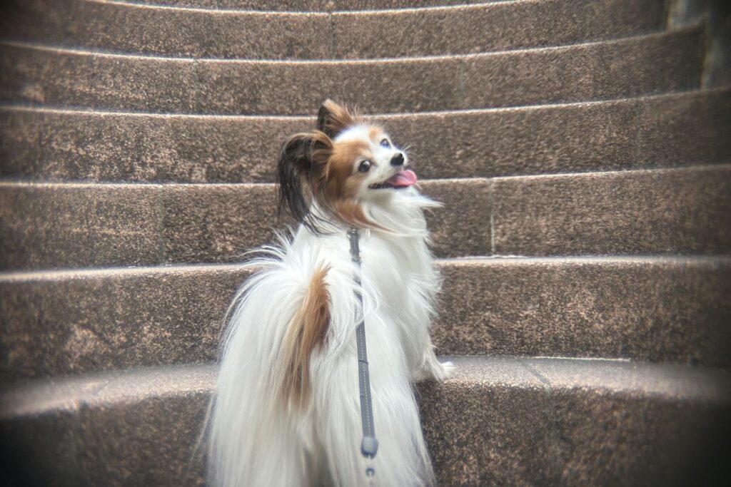 動いている犬を撮影したポラロイドx5望遠レンズ