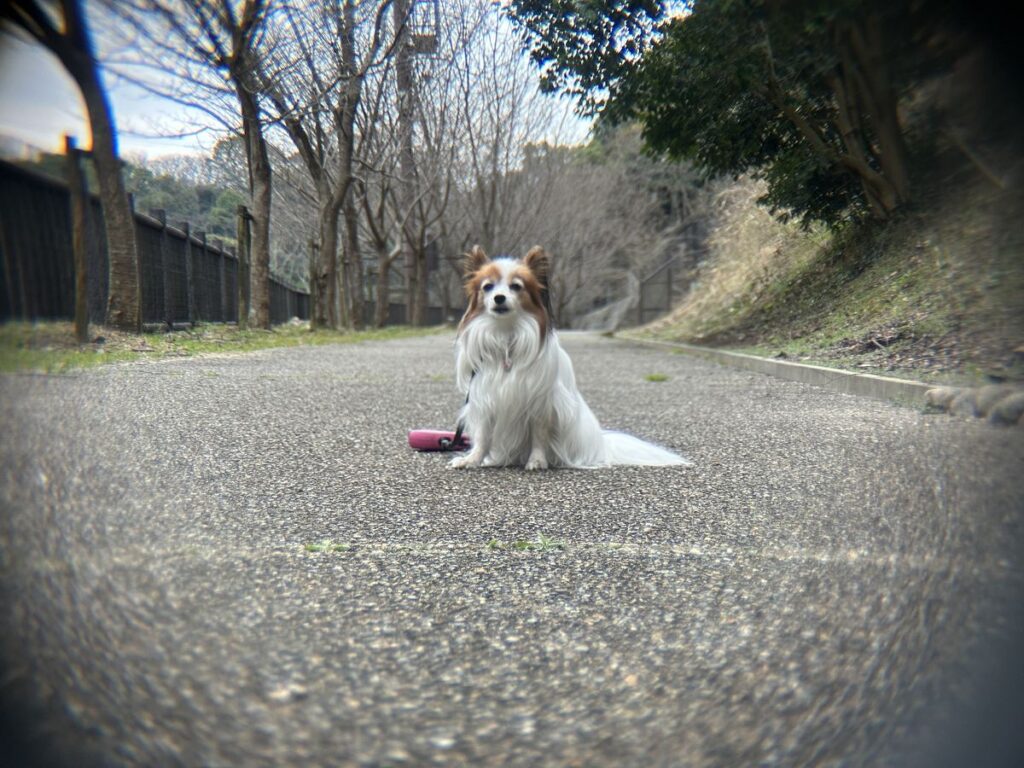 iPhone外付け望遠レンズx5 周辺減光の例